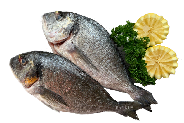 Dorade