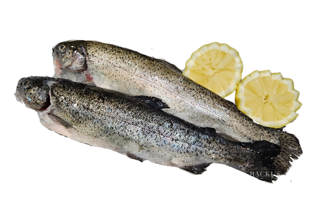 Zalmforel